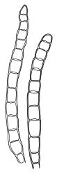 Leptotheca gaudichaudii, axillary gemmae. Drawn from B.H. Macmillan 72/856, CHR 164360 or A.J. Fife 6347, CHR 405561.
 Image: R.C. Wagstaff © Landcare Research 2021 CC BY 4.0